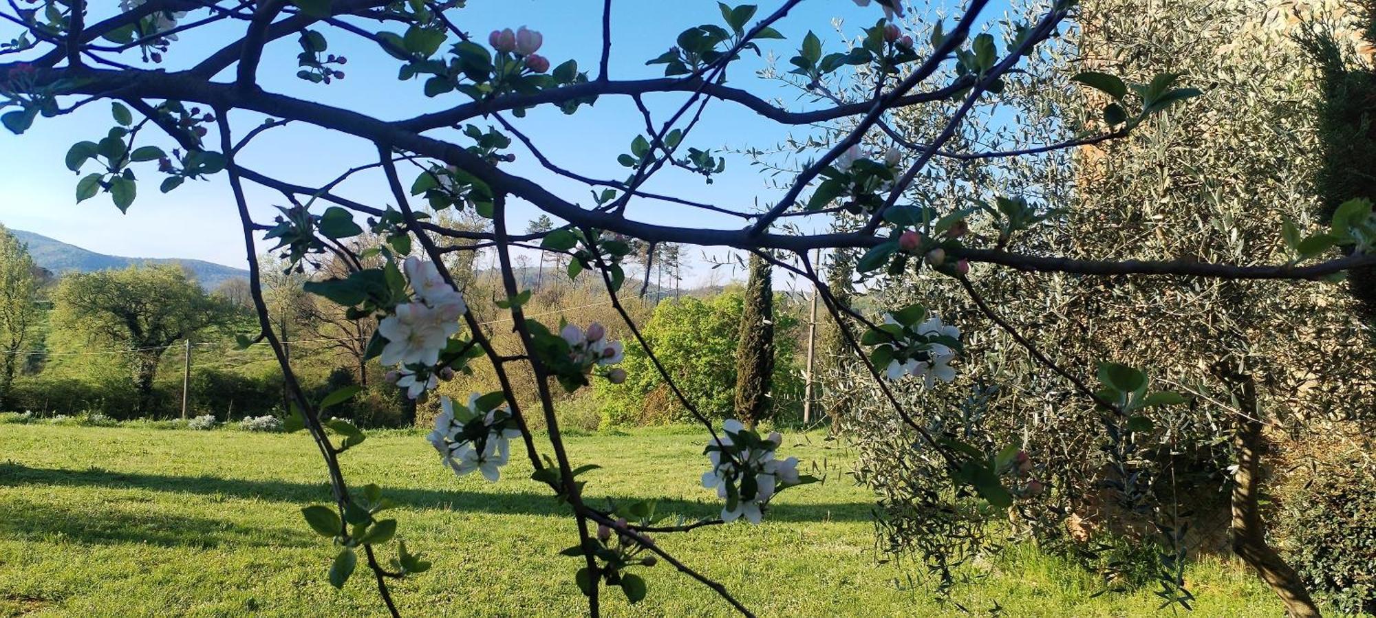 I Salici Agriturismo Badia Agnano Buitenkant foto
