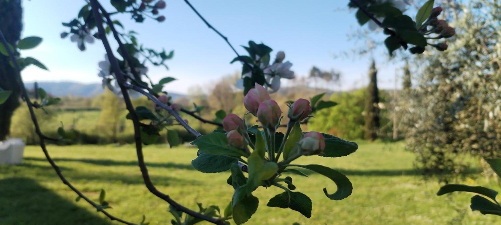 I Salici Agriturismo Badia Agnano Buitenkant foto