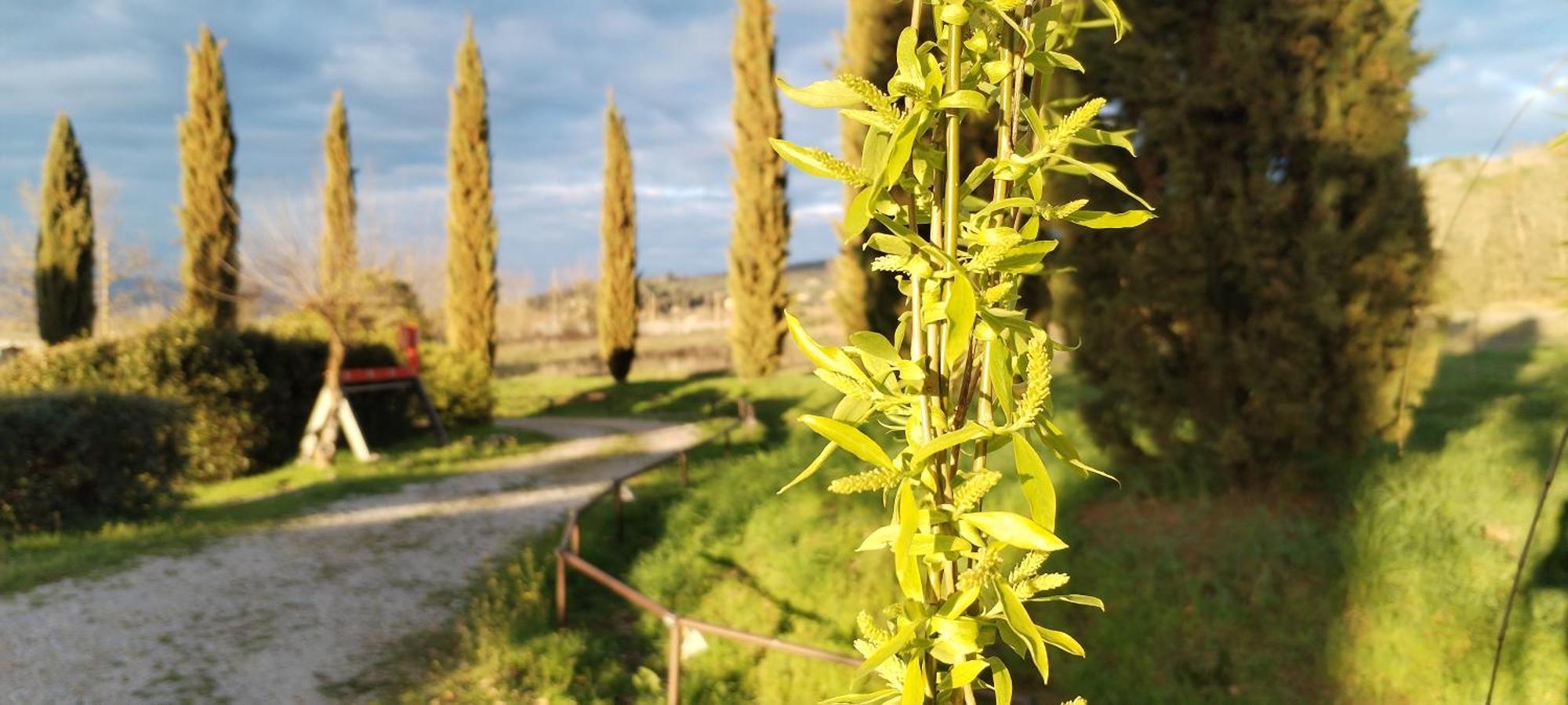 I Salici Agriturismo Badia Agnano Buitenkant foto